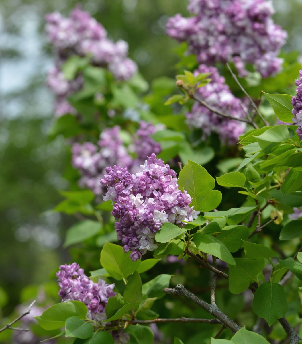 Lilac in bloom