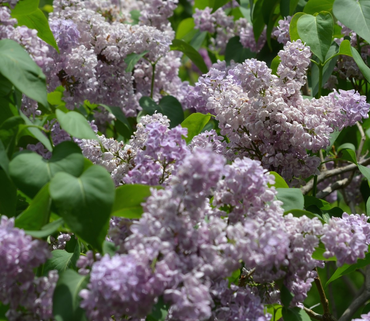 Lilac blooms