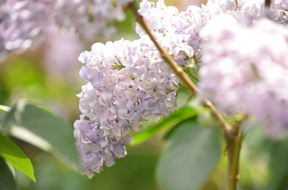 Pale lilac