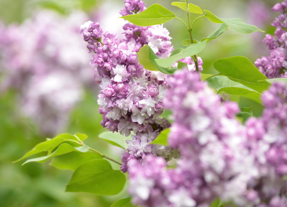 Ukraine lilac