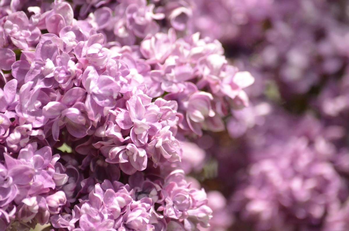 Mauve lilac