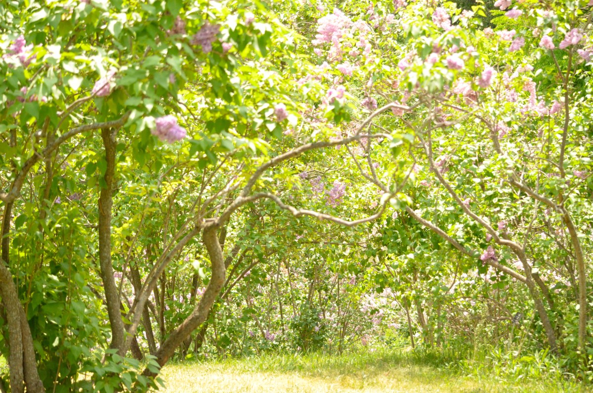 Lilacs on hill