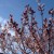 Shrub and sky