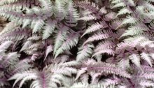 Fern close-up