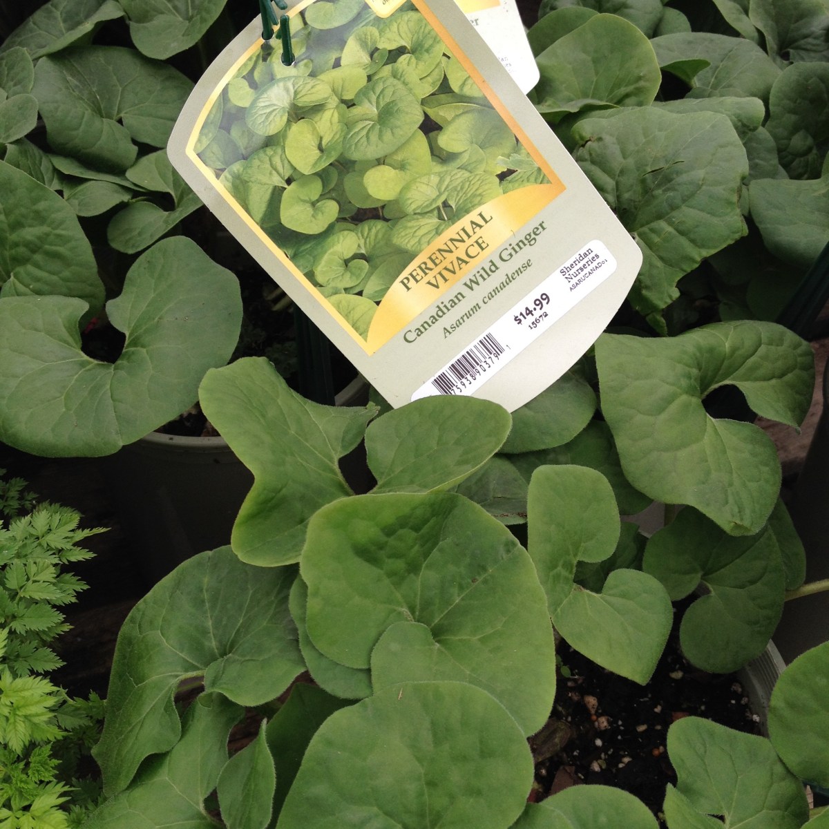 Native plants in pots