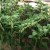 Shade plant