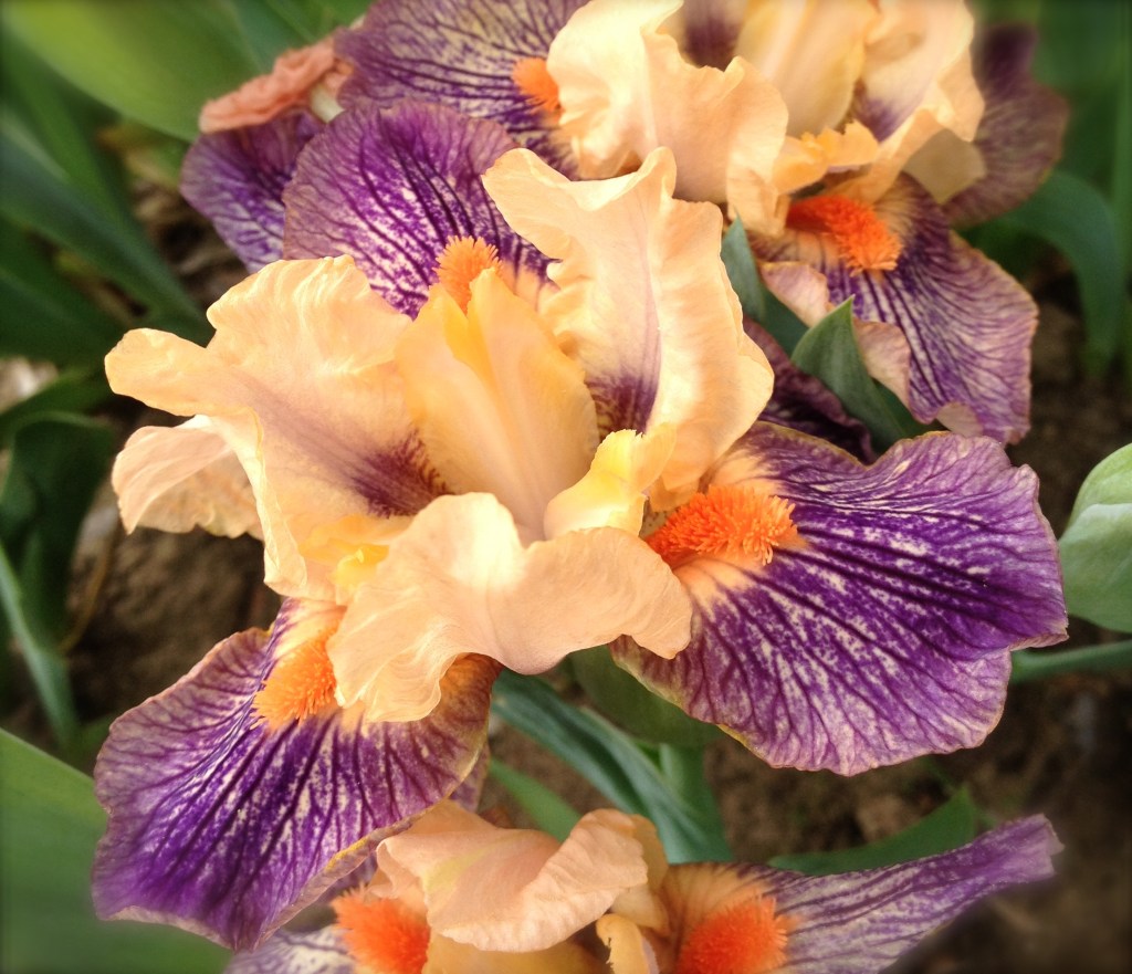 Iris Extraterrestrial