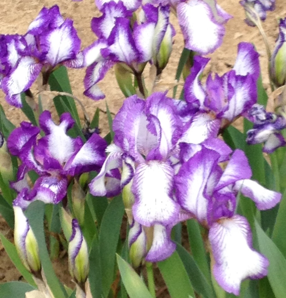 Iris Plicutie