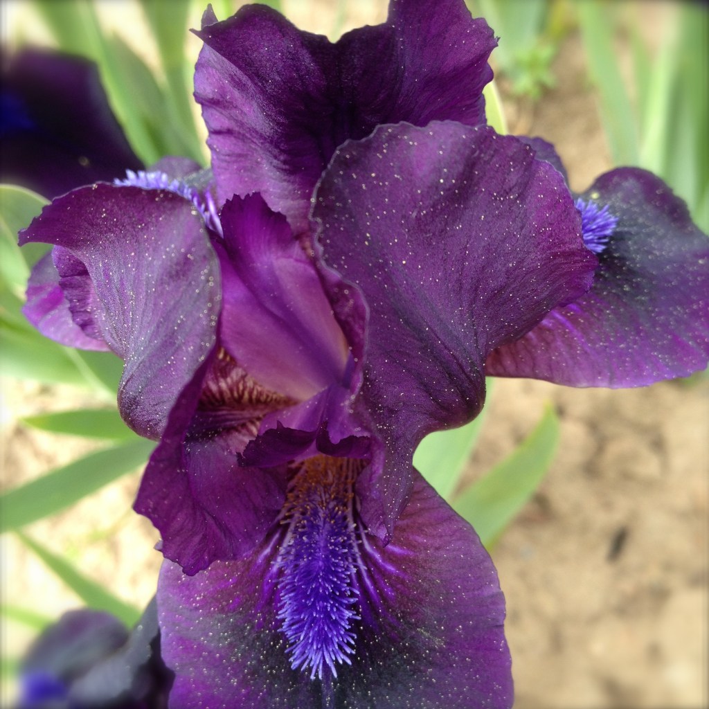 Iris, unknown