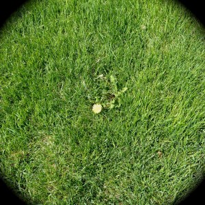 Weed in lawn