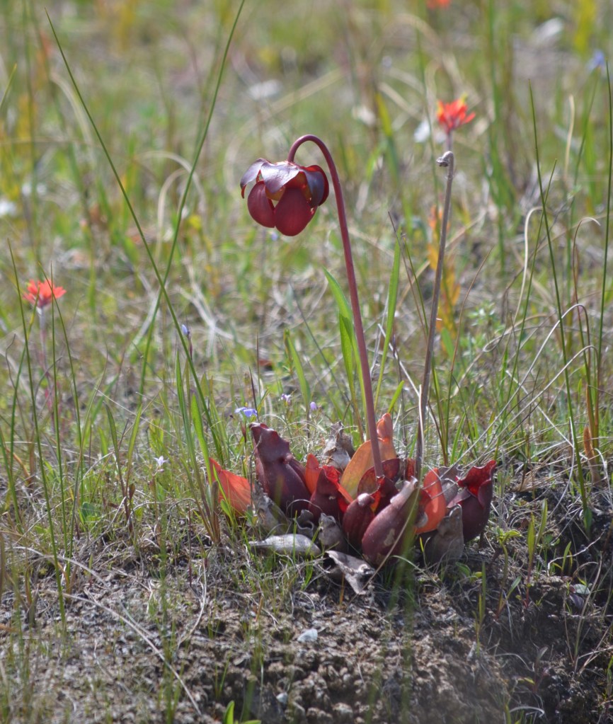 Sarracenia 3