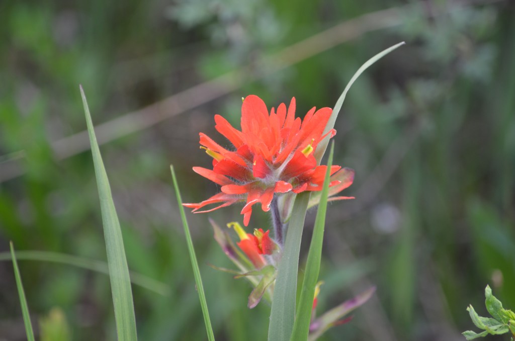 Castilleja coccinea 2