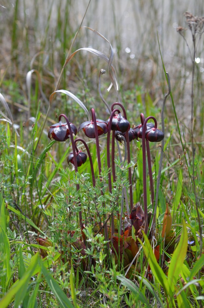 Sarracenia 1