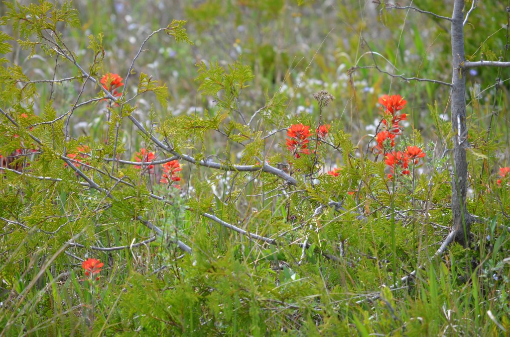 Castilleja coccinea 1