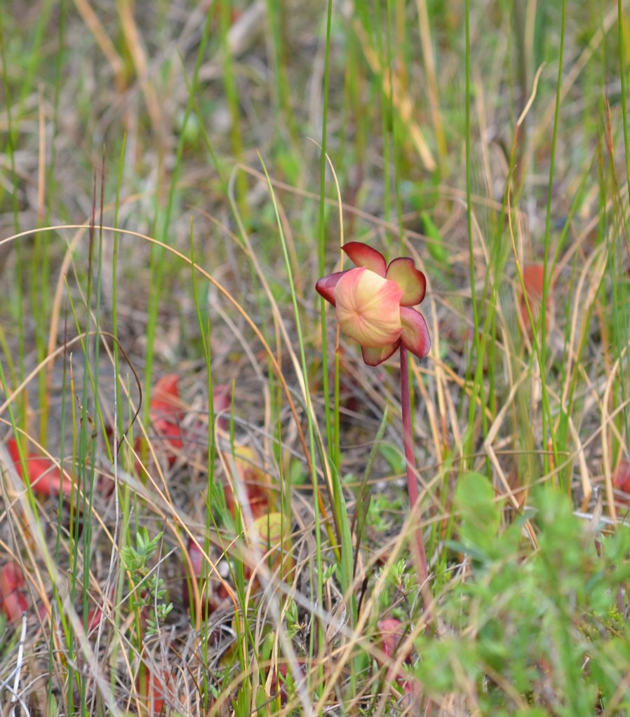 Sarracenia 4