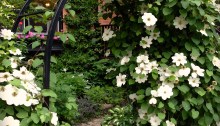 Clematis arch