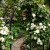 Clematis arch