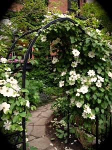 Clematis arch