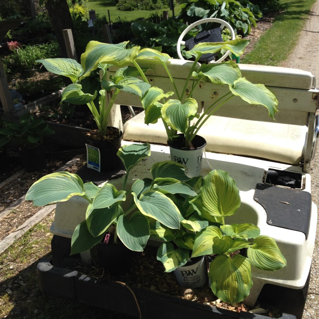 Hostas on golf cart