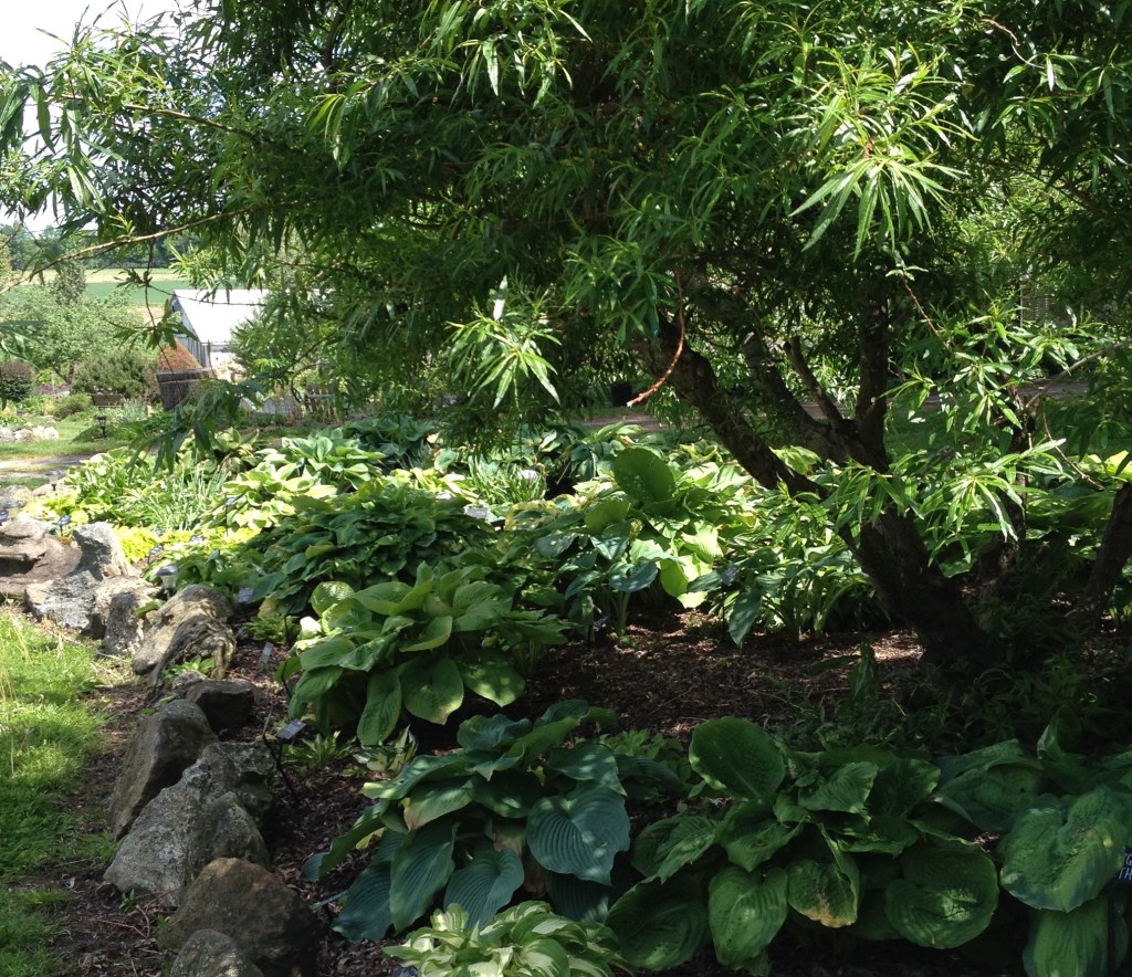 Hosta beds