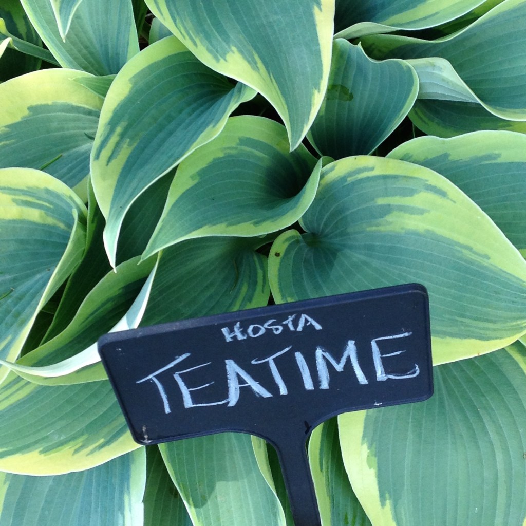 Teatime hosta