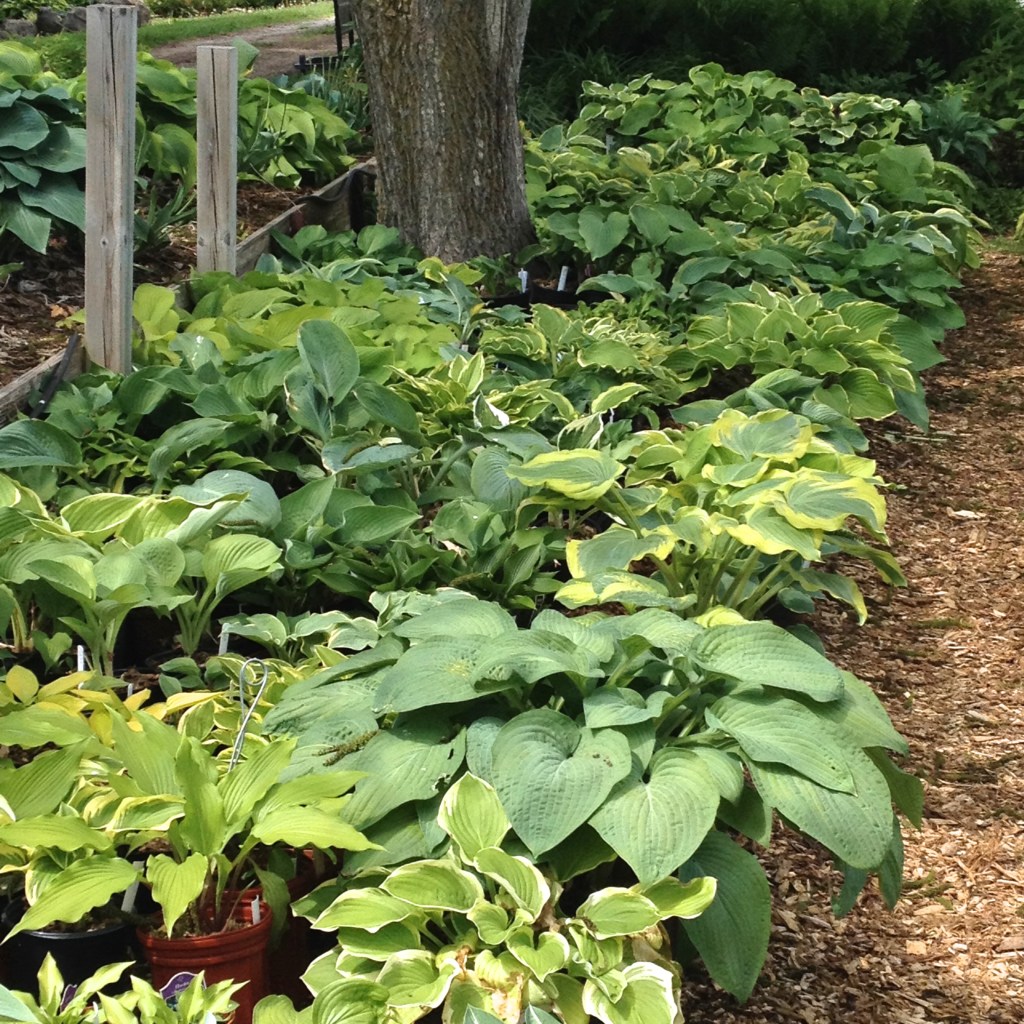 Hosta selection