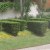 Hedges 1