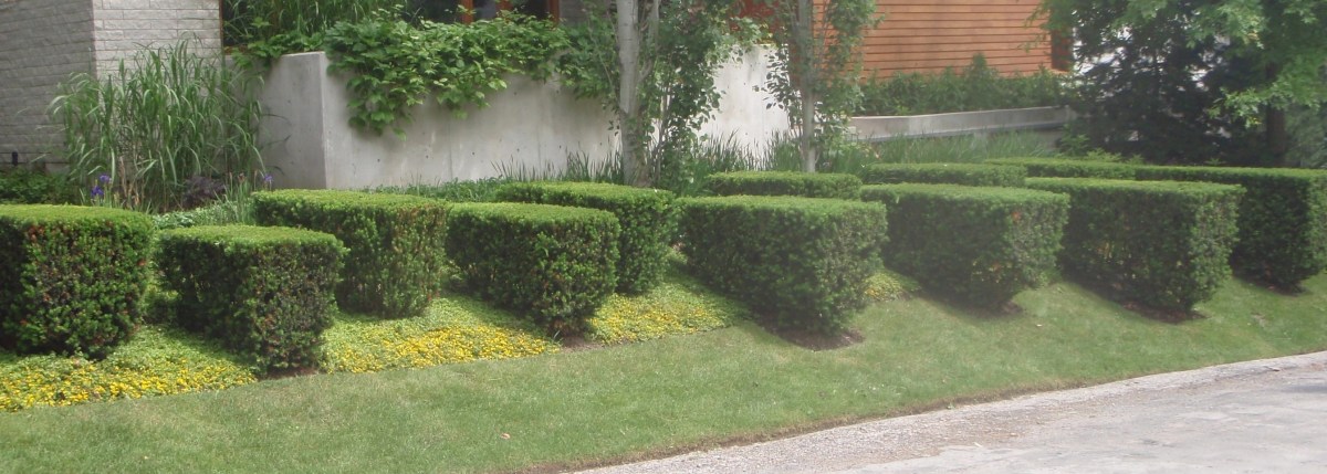 Hedges 1