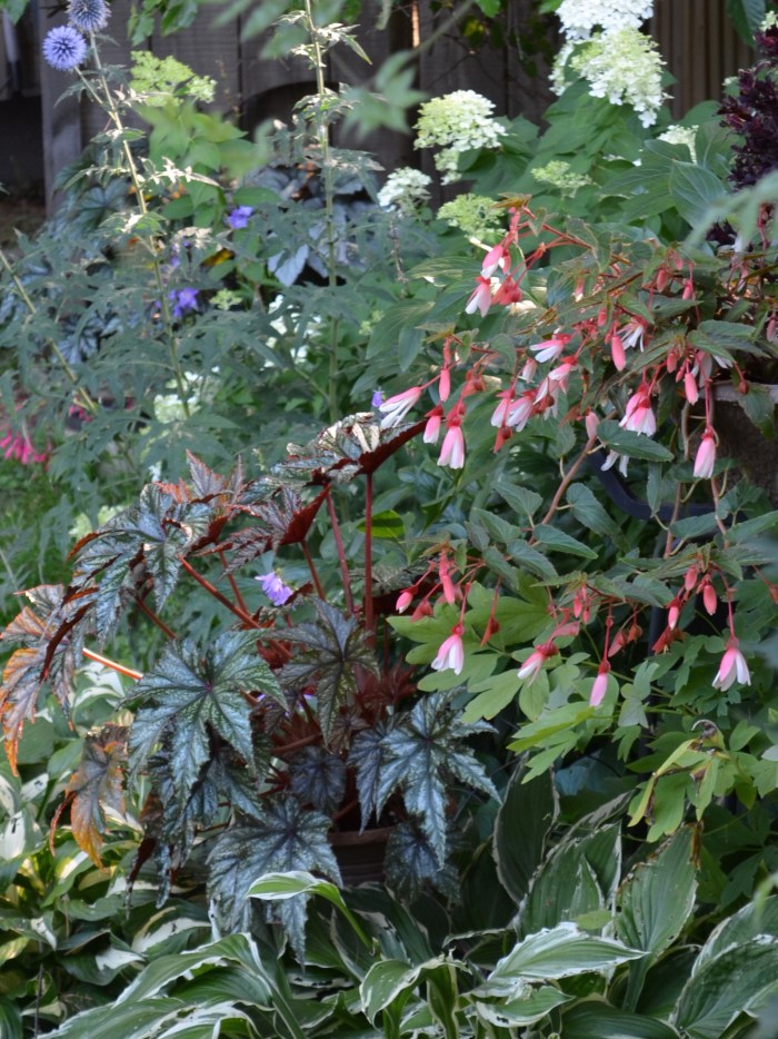 Begonia and fuchsia