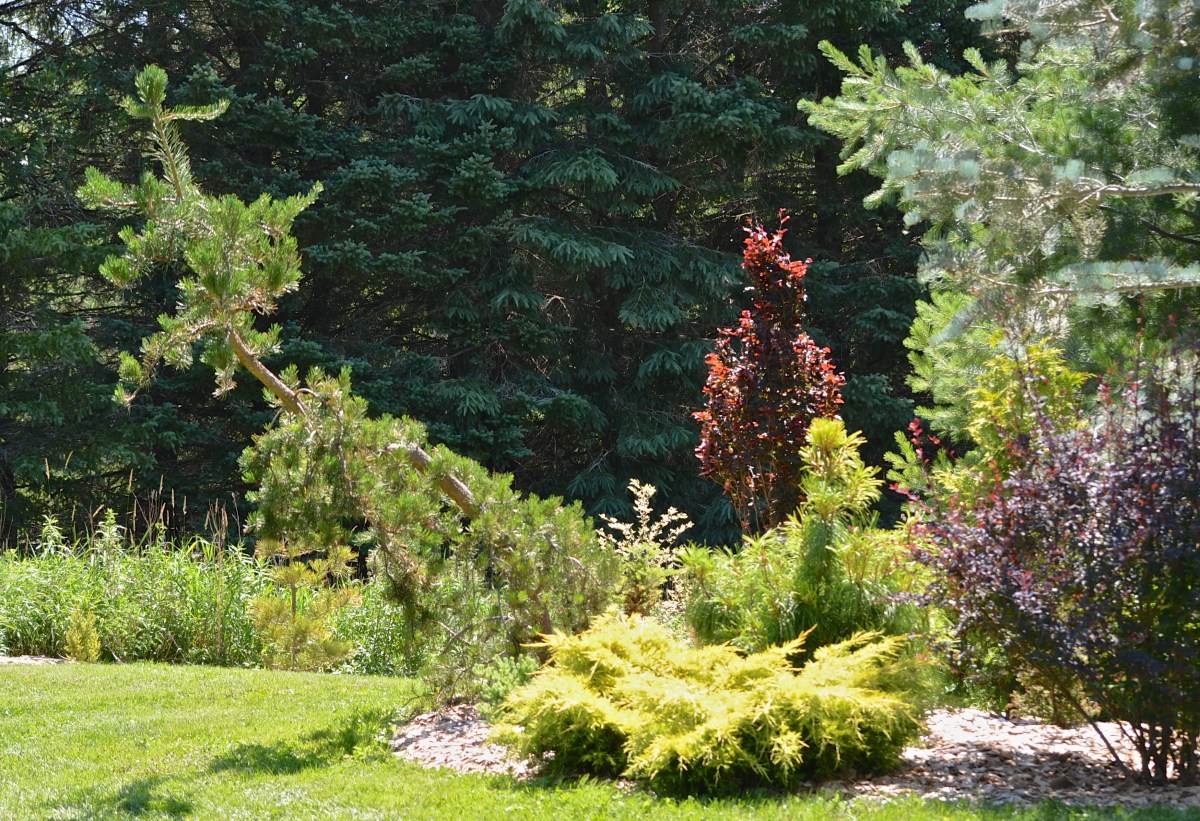 Evergreens and forest