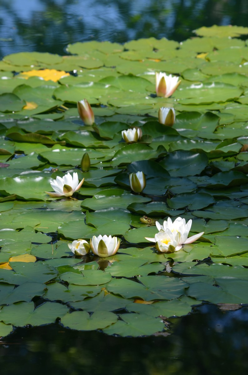 Lily pads in pond