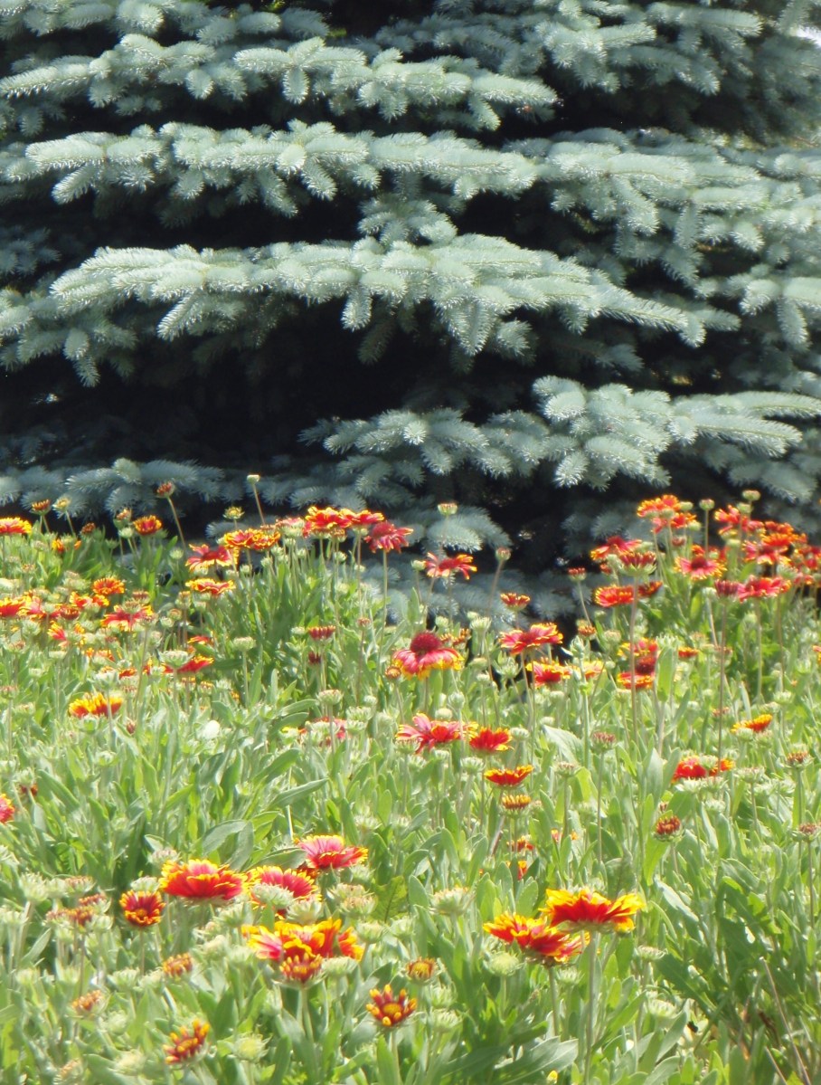 Tree and flowers