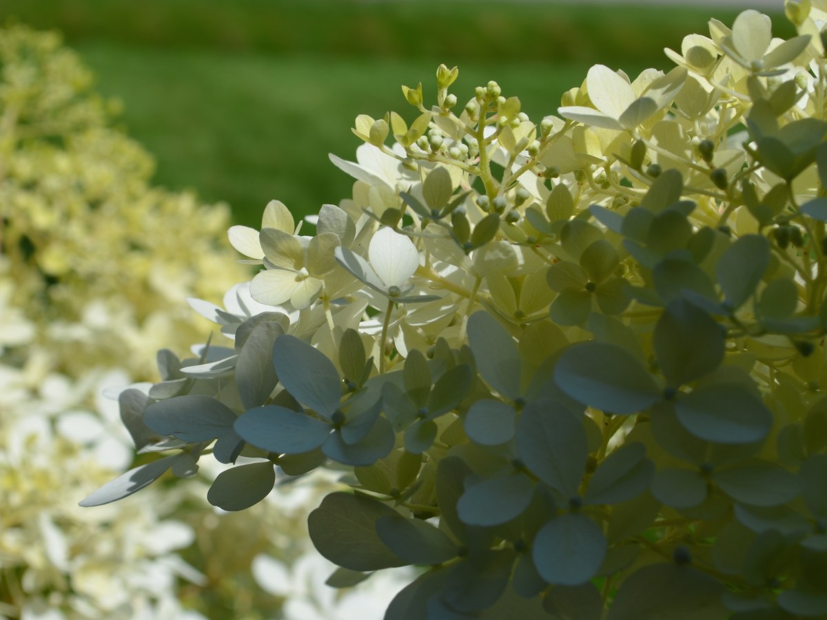 Hydrangea flowers