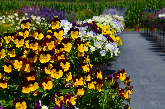 Pansies in summer