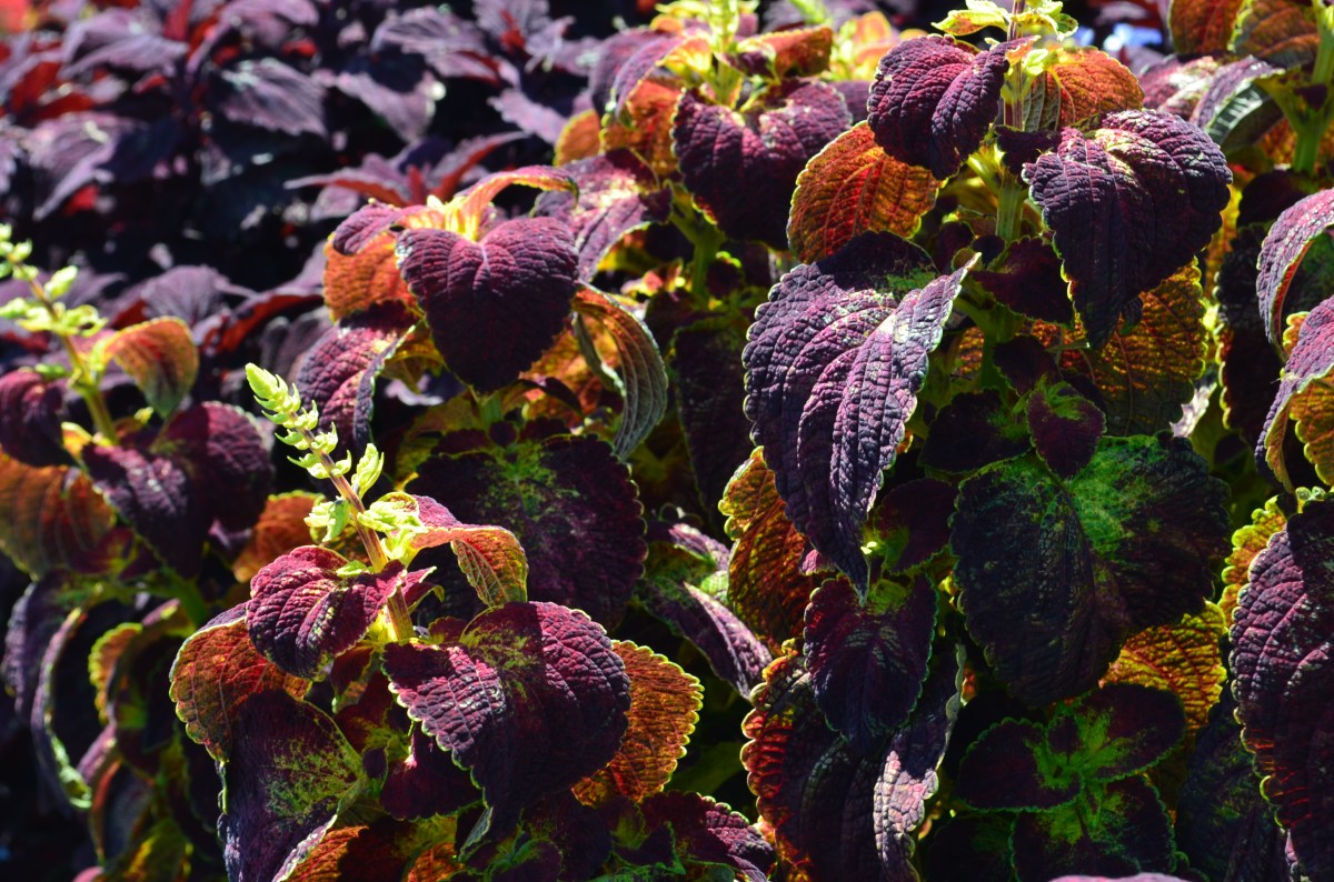 Coleus 1