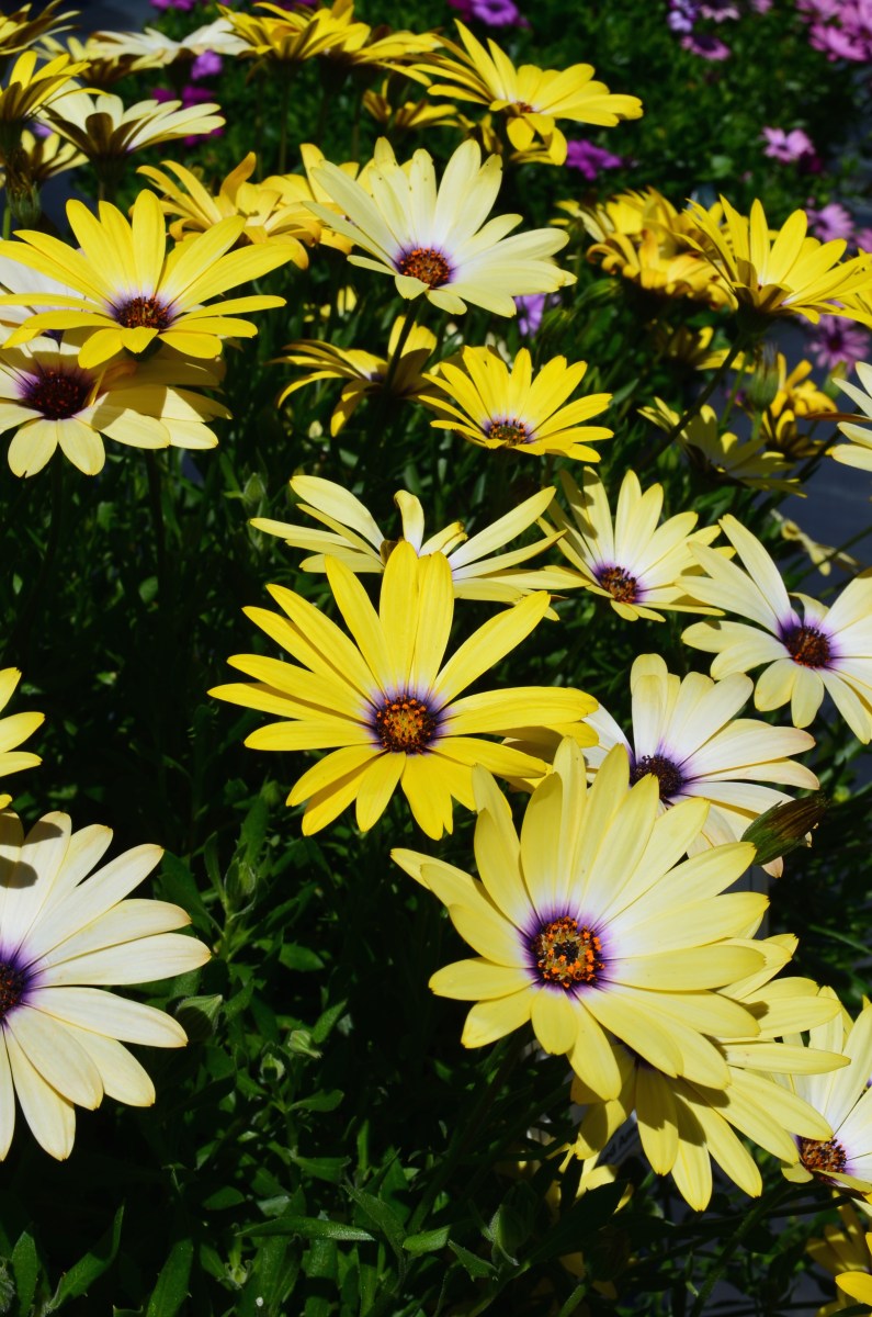 Osteospermum 2