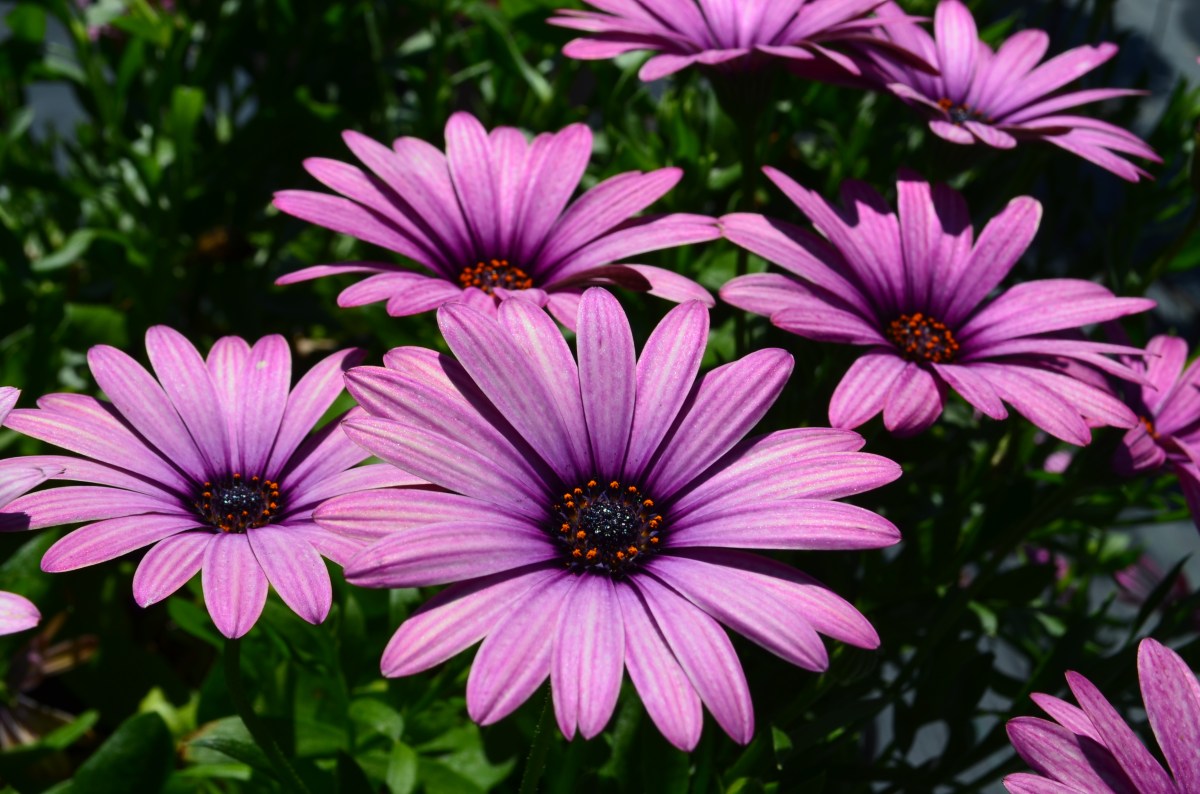 Osteospermum 3