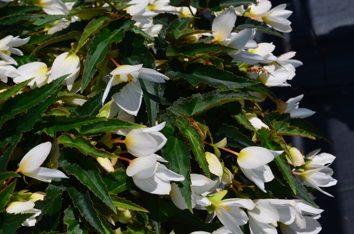Begonia White