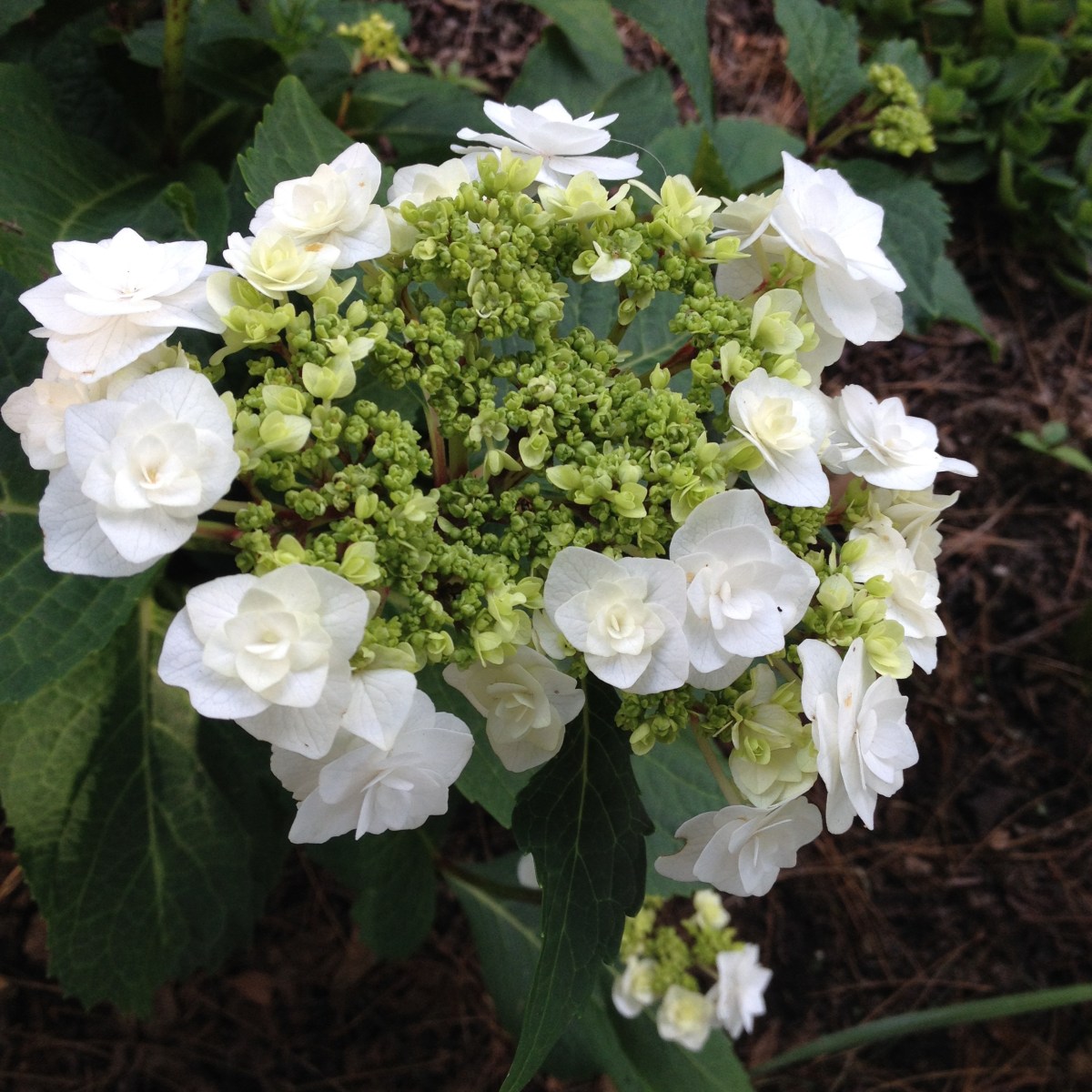 Wedding gown hydrangea