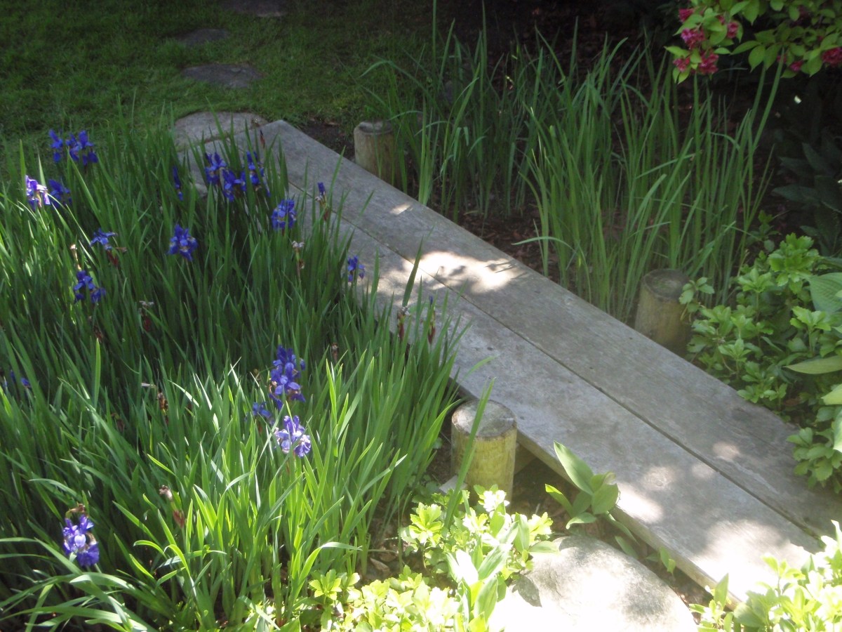 Dry creek with irises