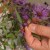 Looking at asters