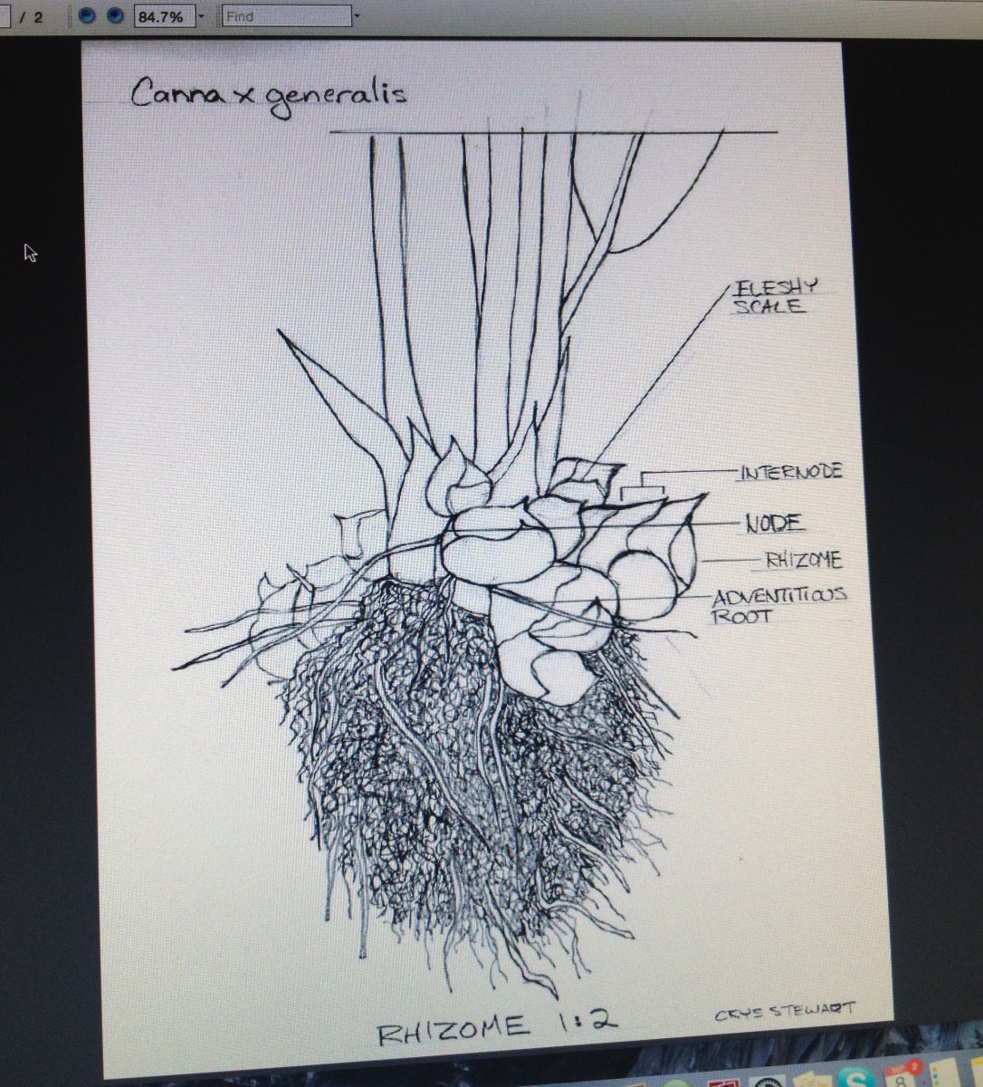 Root systems