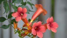 Campsis radicans