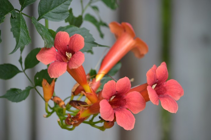 Campsis radicans