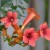 Campsis radicans