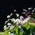 Daisies in sun