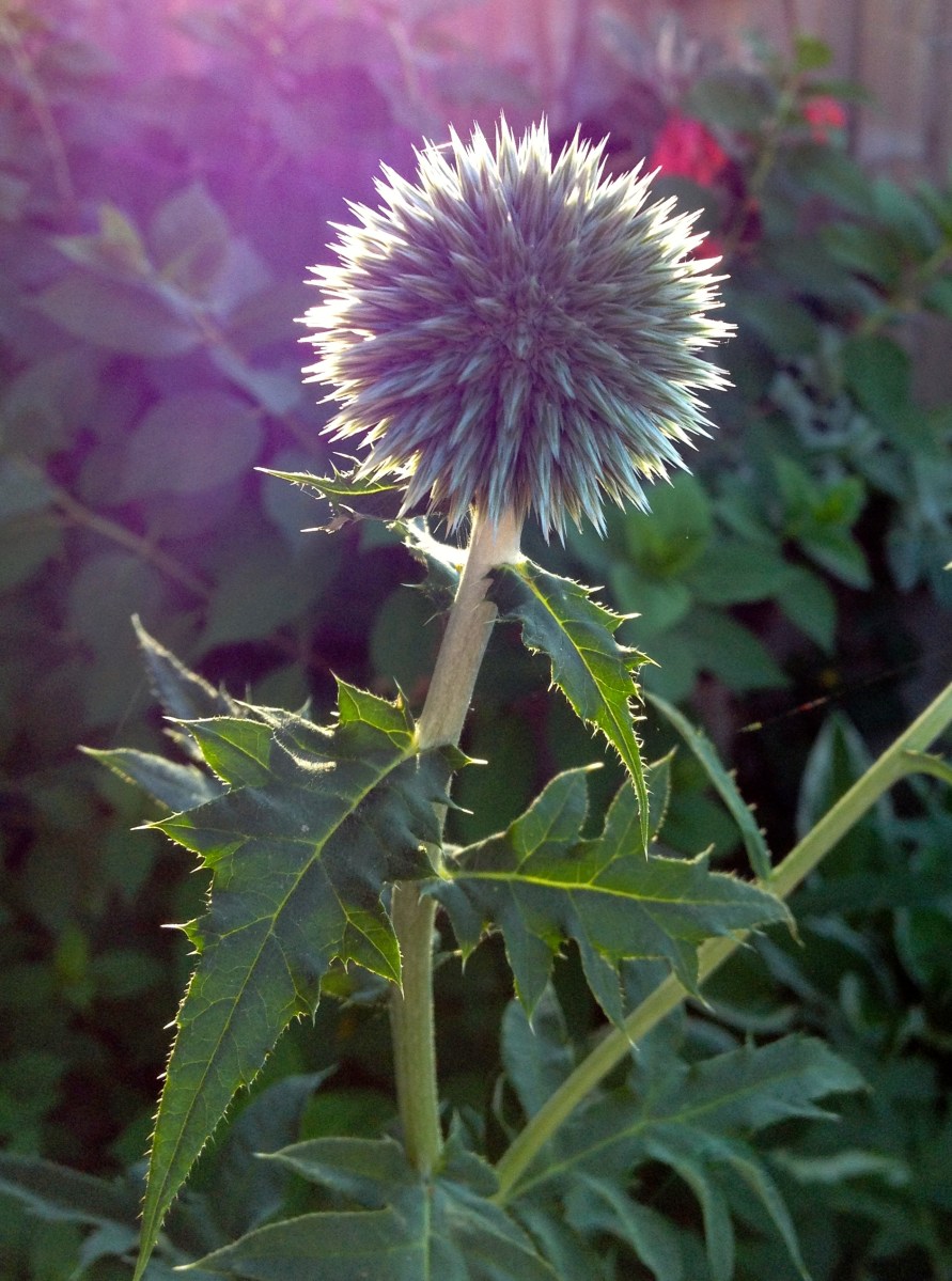 Globe thistle sun set