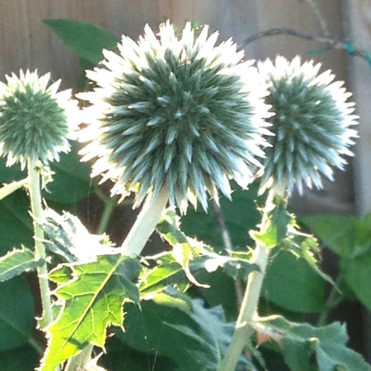Pre bloom globe thistles