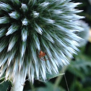Globe thistle close up