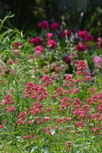 Garden bed of pink flowers